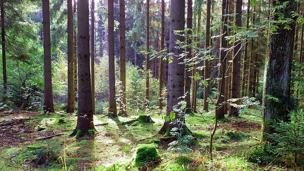 Waldbaden in Dresden mit Anja Alexandra Kaufhold margin-bottom: 0; margin-top: var(--wp--style--block-gap); }